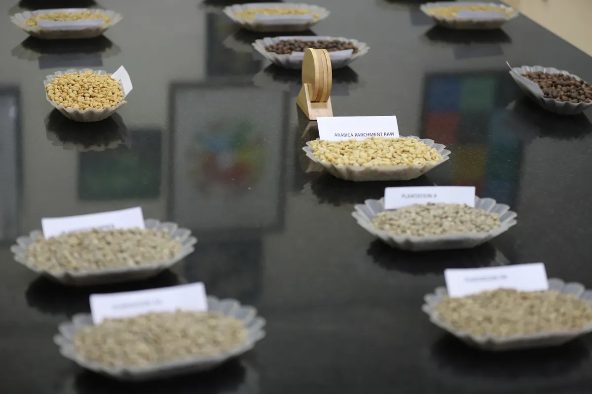 Coffee bean grade samples on display: Arabica, Plantation, Robusta